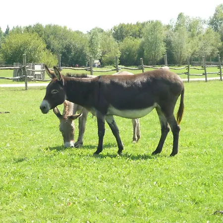 Parque de vacaciones Pescalis Résidence Les Maisons Du 2*