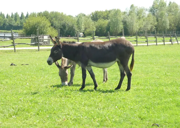 Holiday park Pescalis Les Maisons Du 2*